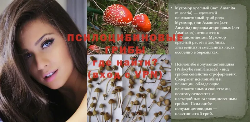 Псилоцибиновые грибы Cubensis  цена   Суджа 